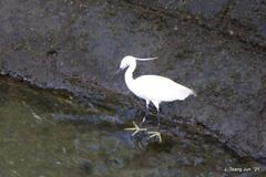 Egretta garzetta