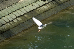 Nycticorax nycticorax