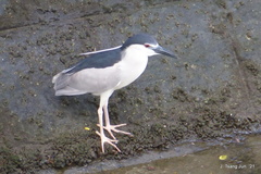Nycticorax nycticorax