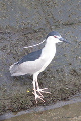 Nycticorax nycticorax