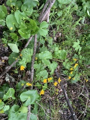 Caltha palustris palustris