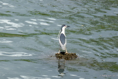 Nycticorax nycticorax