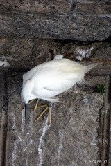 Egretta garzetta