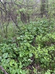 Caltha palustris palustris