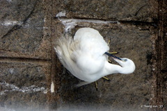 Egretta garzetta