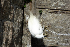 Egretta garzetta