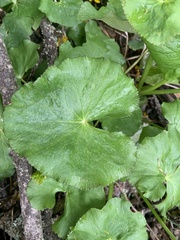 Caltha palustris palustris