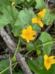 Caltha palustris palustris