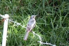 Copsychus saularis