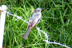 Copsychus saularis