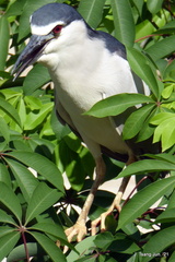 Nycticorax nycticorax