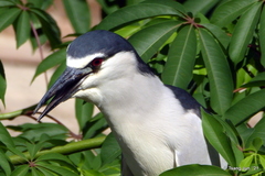 Nycticorax nycticorax
