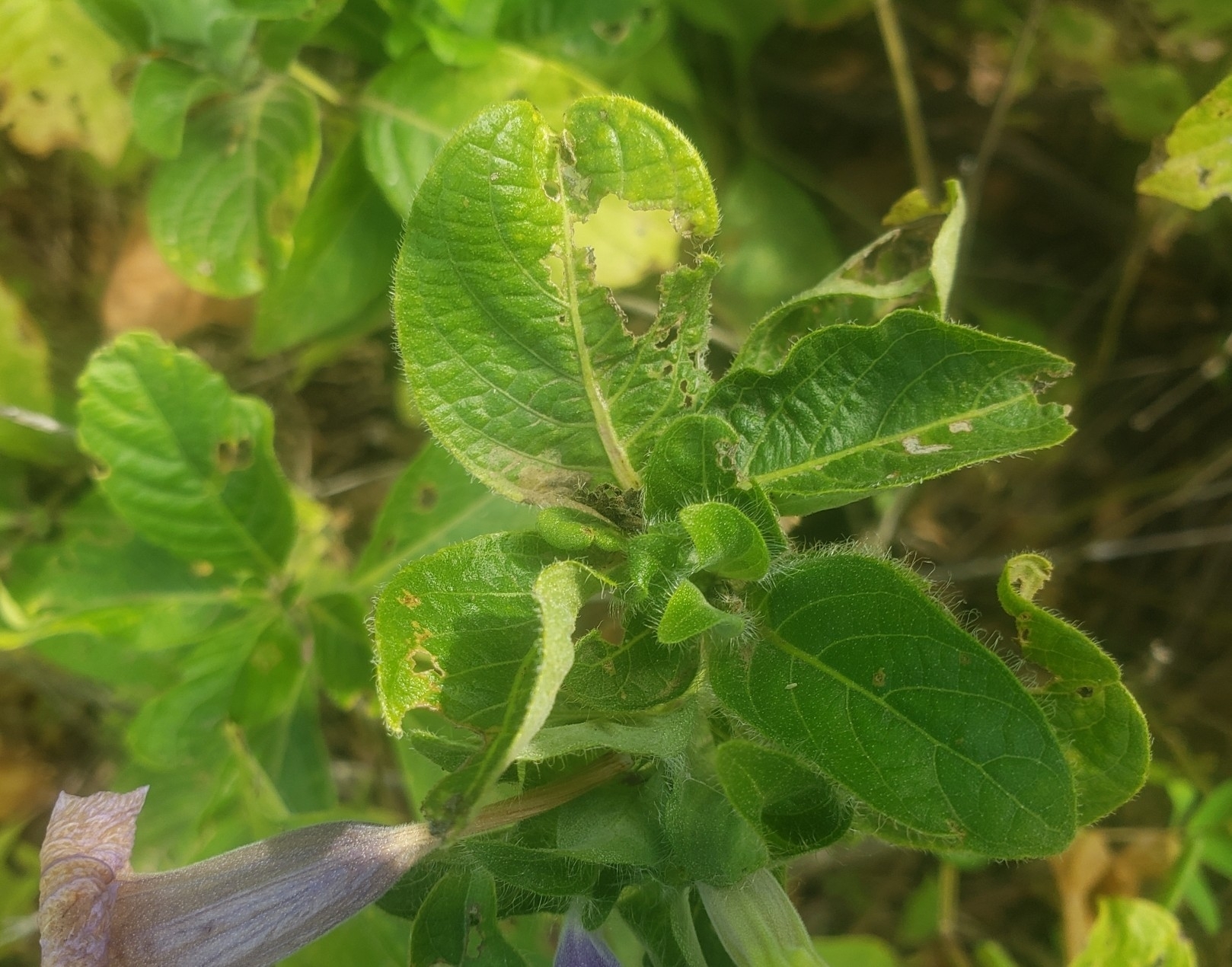 Ruellia spectabilis image