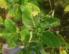 Ruellia spectabilis