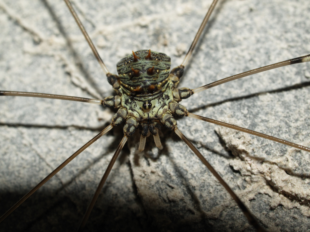 Schenkeliobunum