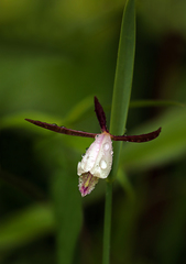 Cleistesiopsis