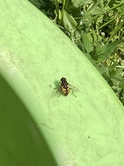 Helophilus pendulus
