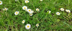 Bellis perennis