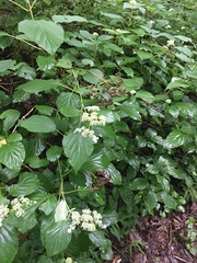 Hydrangea cinerea