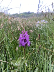 Dactylorhiza majalis
