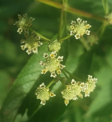 Lippia americana