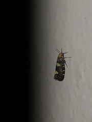 Lampronia corticella