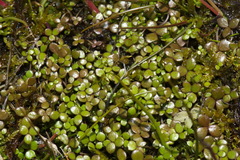 Hydrocotyle hydrophila