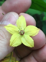 Lysimachia tonsa