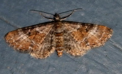 Eupithecia anticaria