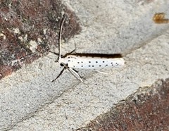 Yponomeuta multipunctella