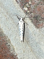 Yponomeuta multipunctella