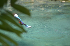 Halcyon cyanoventris