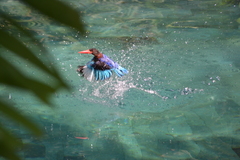 Halcyon cyanoventris