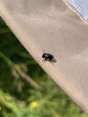 Cryptocephalus ocellatus