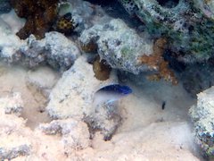 Chrysiptera rollandi