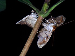 Gracillina prosthenia