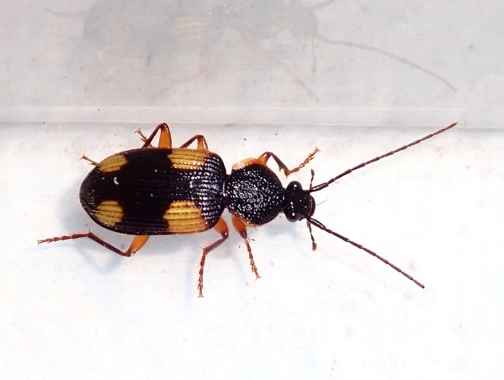 Craspedophorus notulatus