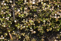 Hydrocotyle hydrophila