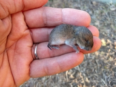 Microtus californicus