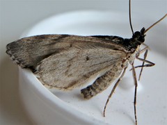Hydriomena perfracta