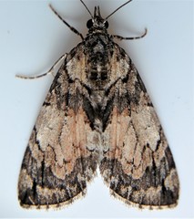 Hydriomena perfracta