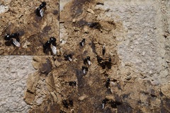 Ulidia apicalis
