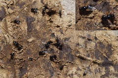 Ulidia apicalis