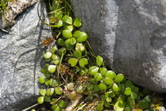 Hydrocotyle hydrophila