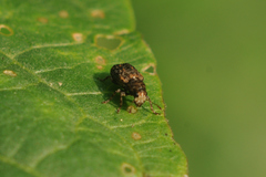 Dissoleucas niveirostris