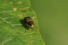 Dissoleucas niveirostris