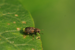 Dissoleucas niveirostris