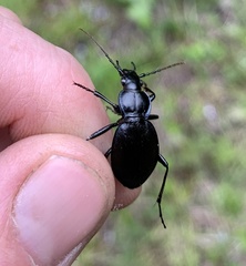 Carabus goryi