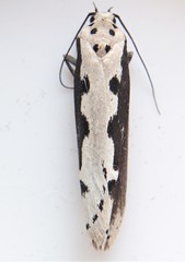 Ethmia bipunctella