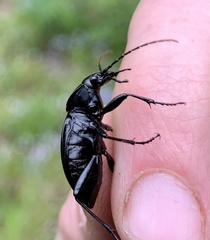 Carabus goryi